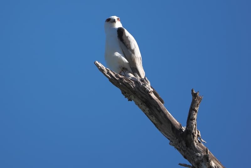 Black-shouldered Kite, near Mareeba, 01 Jun 2026. Photo: Kingfisher Birding.