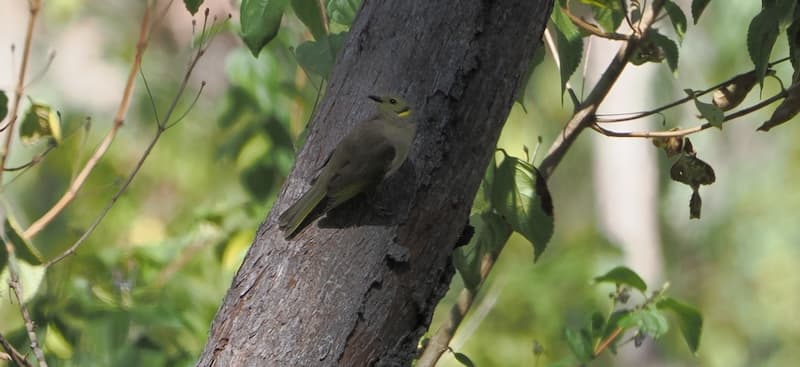 Fuscous Honeyeater, Springvale, 01 Jun 2026. Photo: Kingfisher Birding.