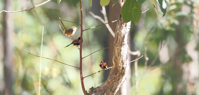 Red-backed Fairywren, Springvale, 01 Jun 2026. Photo: Kingfisher Birding.