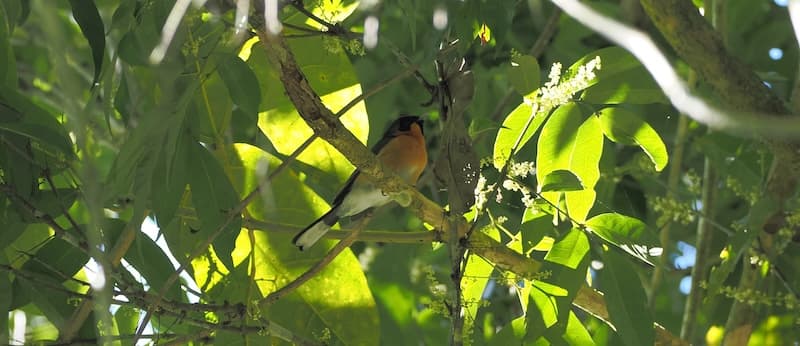 Spectacled Monarch, crater lakes, 01 Jun 2026. Photo: Kingfisher Birding.