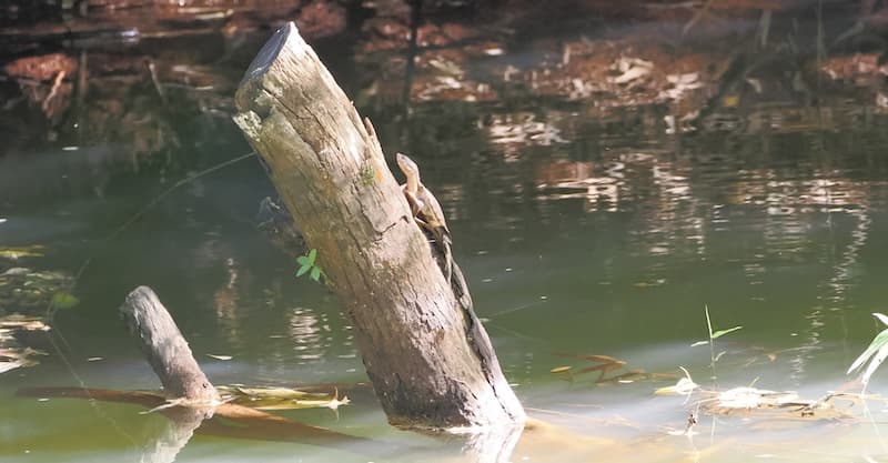 Johnstone River Snapping Turtle, crater lakes, 01 Jun 2026. Photo: Kingfisher Birding.