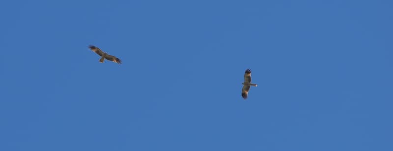 Whistling Kites, near Malanda, 01 Jun 2026. Photo: Kingfisher Birding.