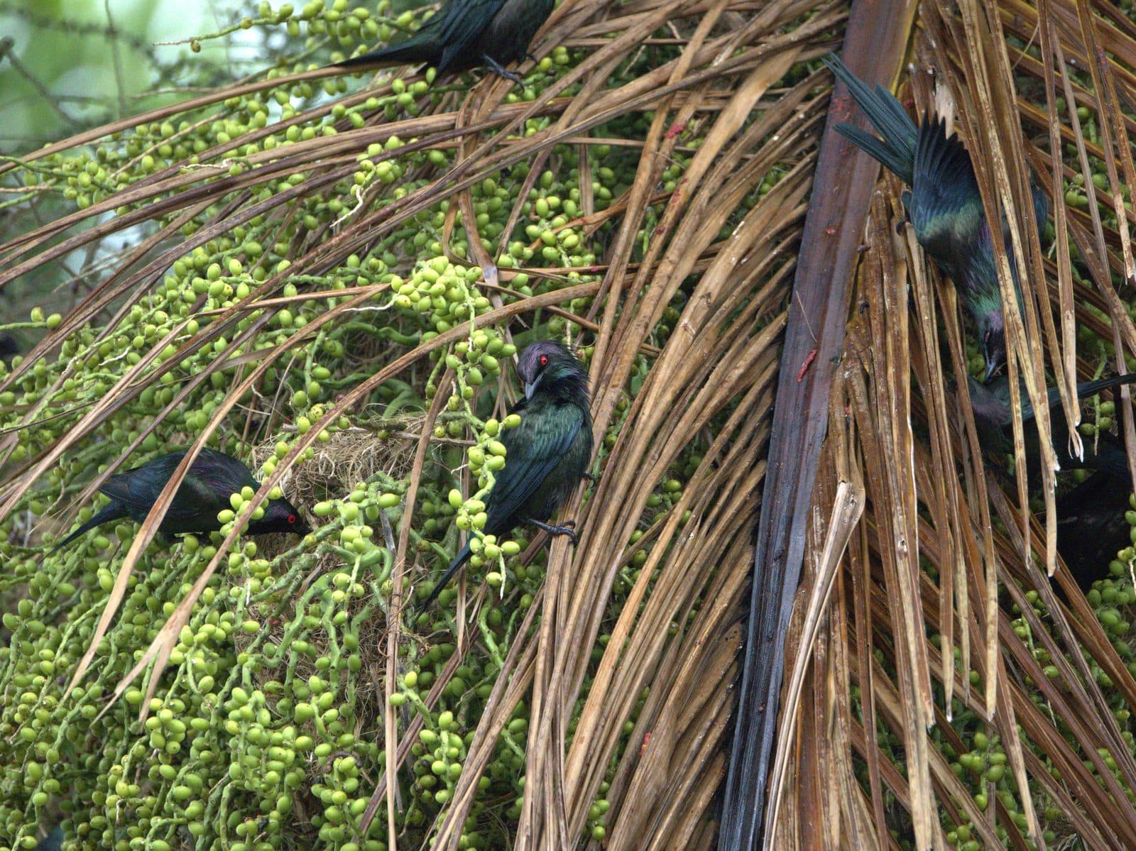 Metallic Starlings feeding on palm fruit