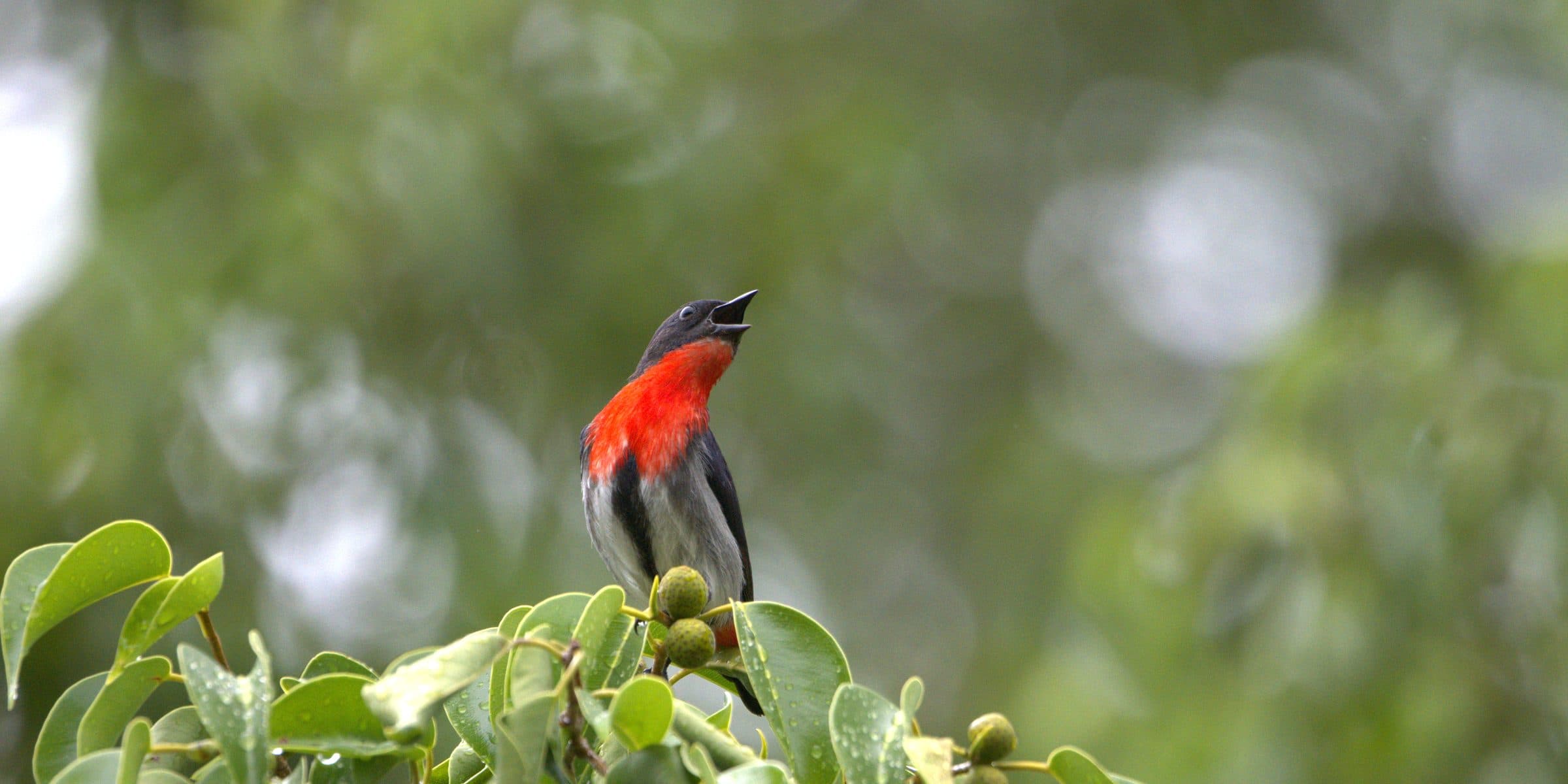 Full day bird and mammal tour