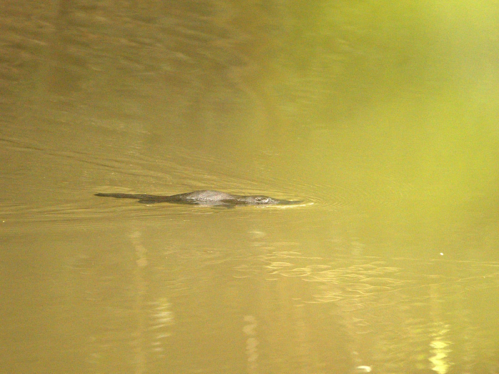 Platypus swimming at the surface