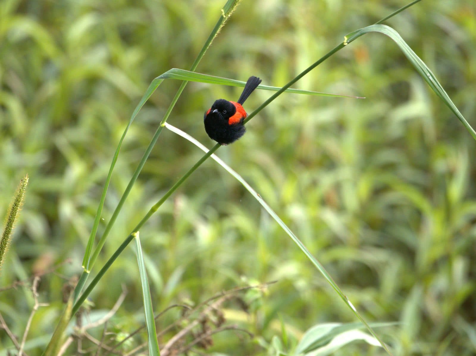 Male Red-backed Fairywren on a grass stem