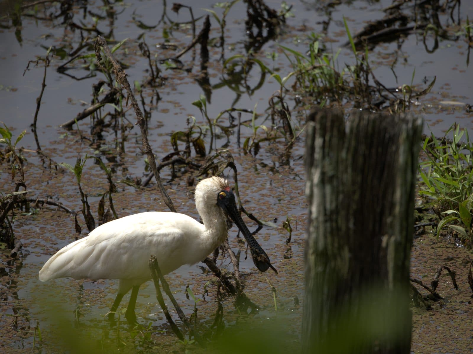 Royal Spoonbill feeding in shallow water