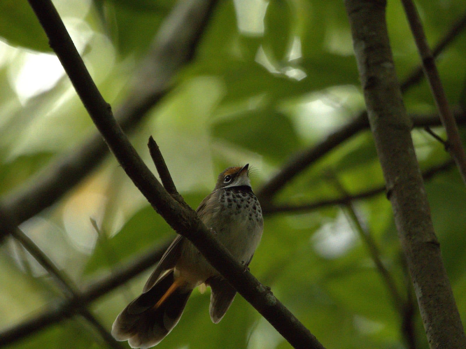 Australian Rufous Fantail on a branch