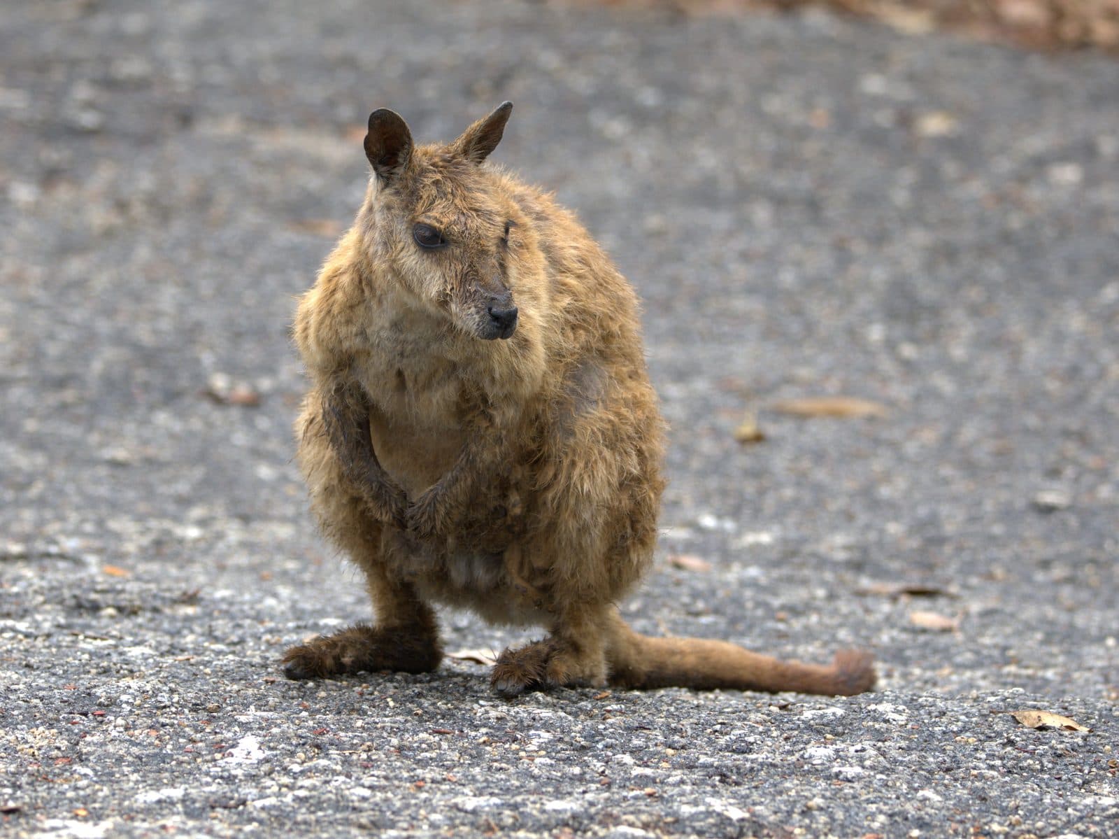Rock-wallaby standing on granite