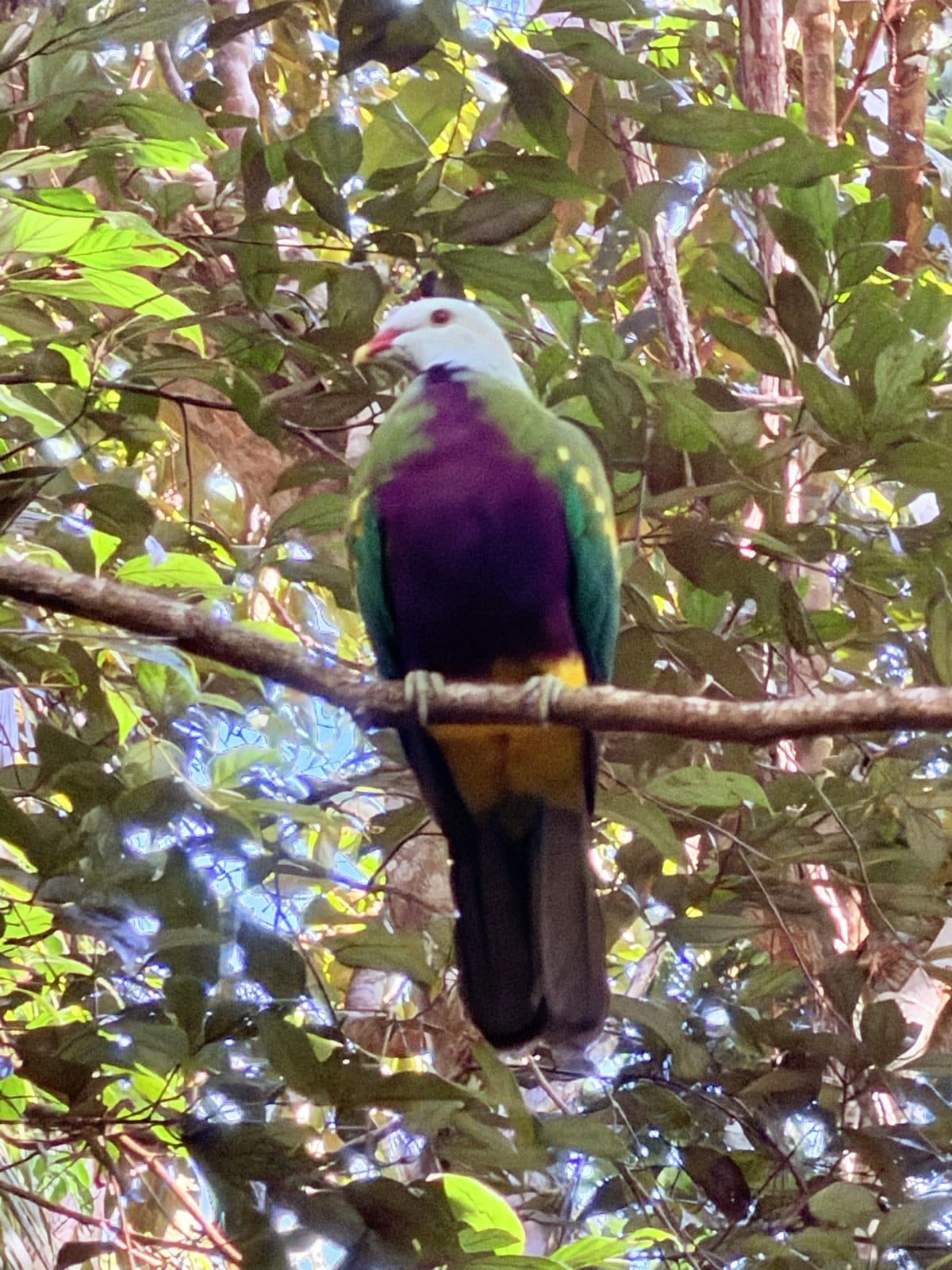 Wompoo Fruit-Dove perched on a branch at eye level