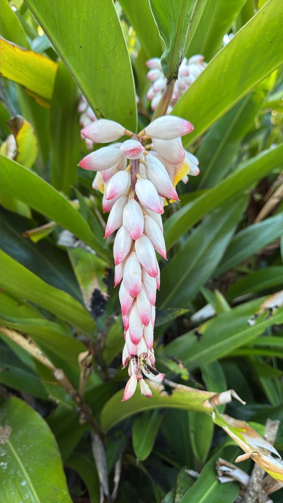 Shell ginger flower spike in the rainforest understorey