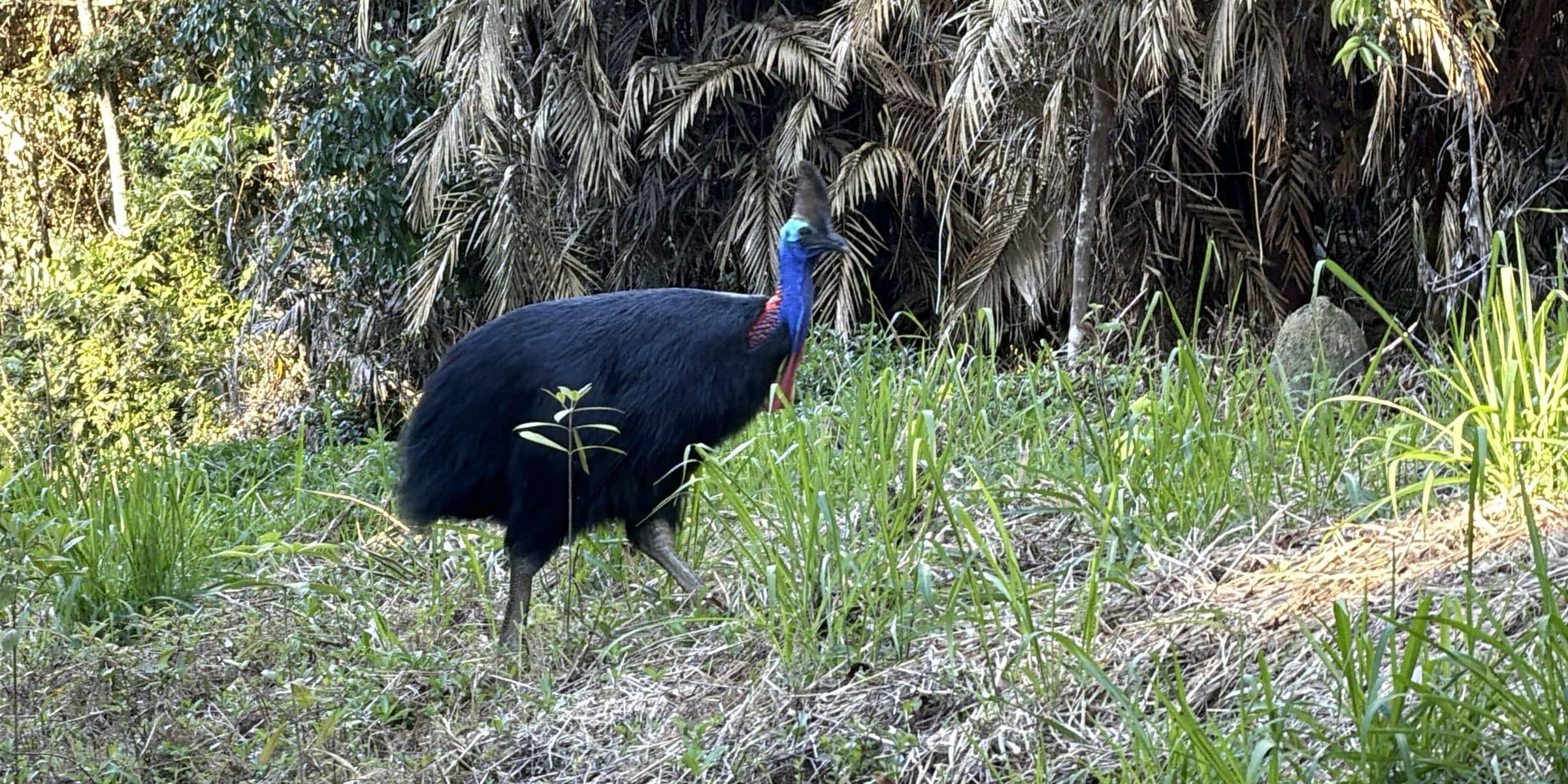 A Half-Day of Birds and Wildlife in the Wet Tropics