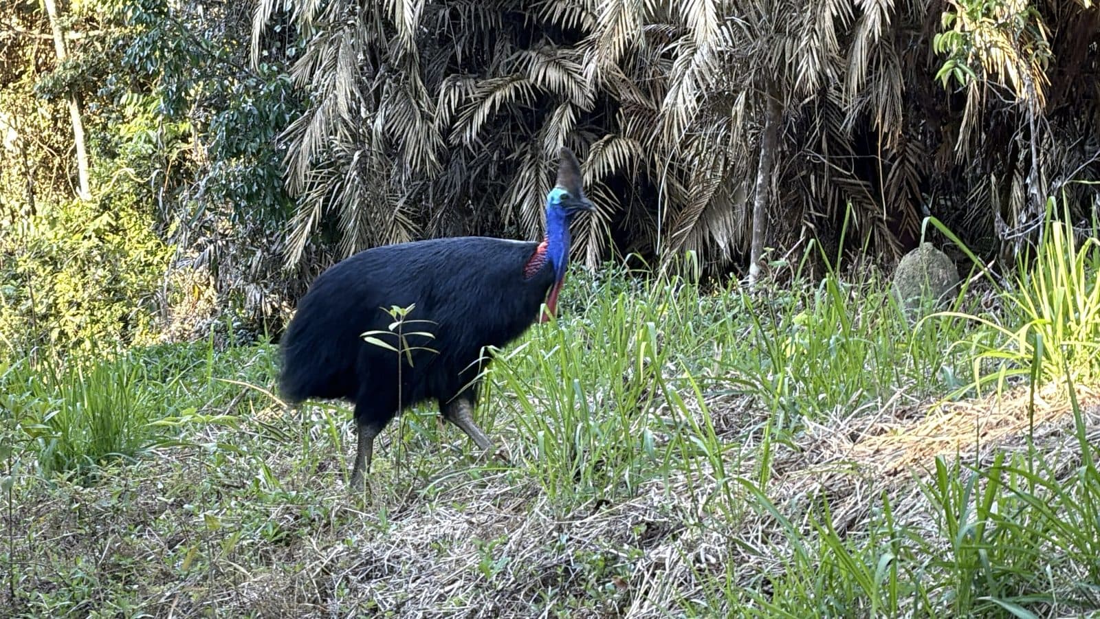 Southern Cassowary walking through grass at the rainforest edge