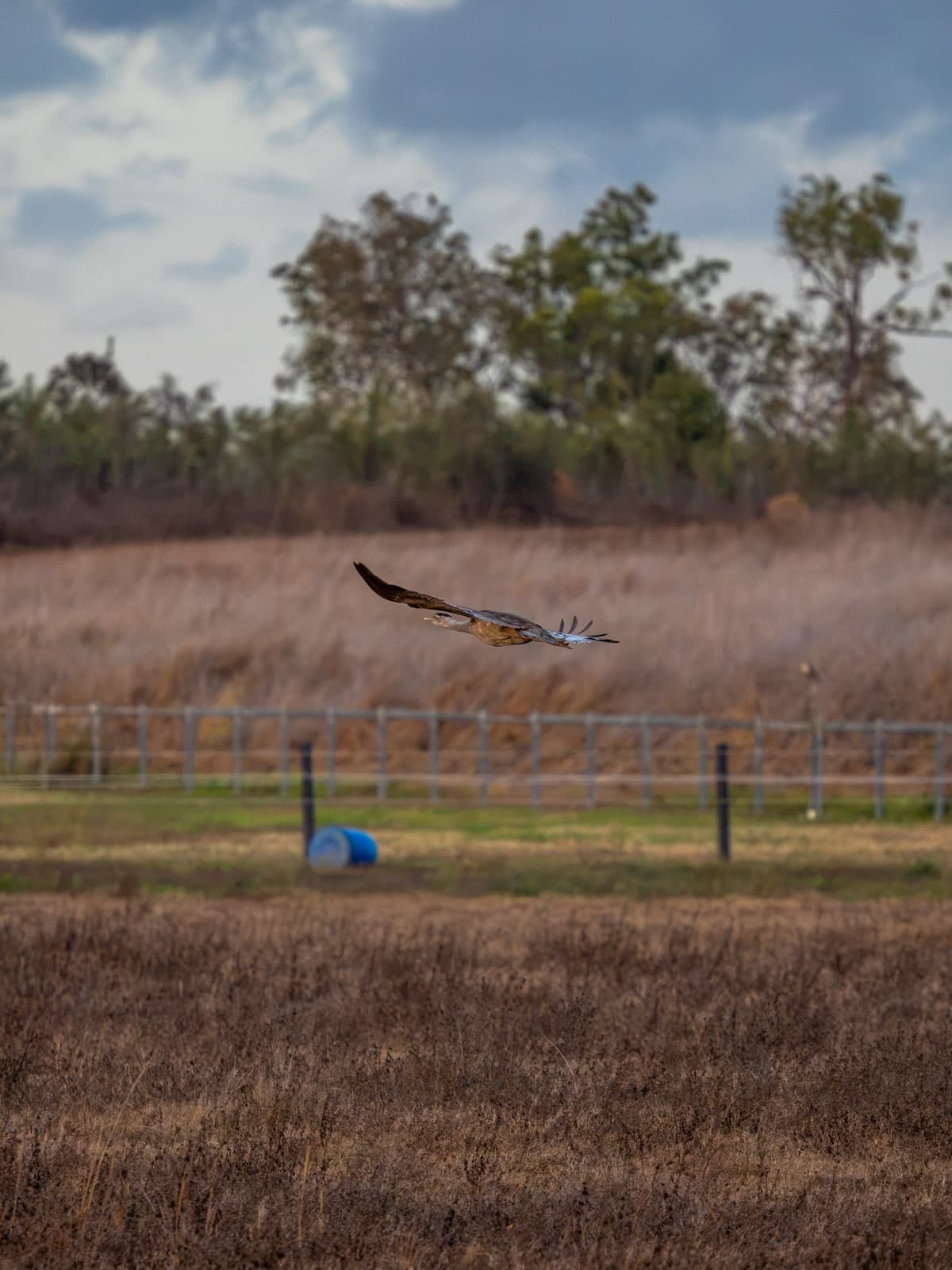 Australian Bustard flying low over a paddock