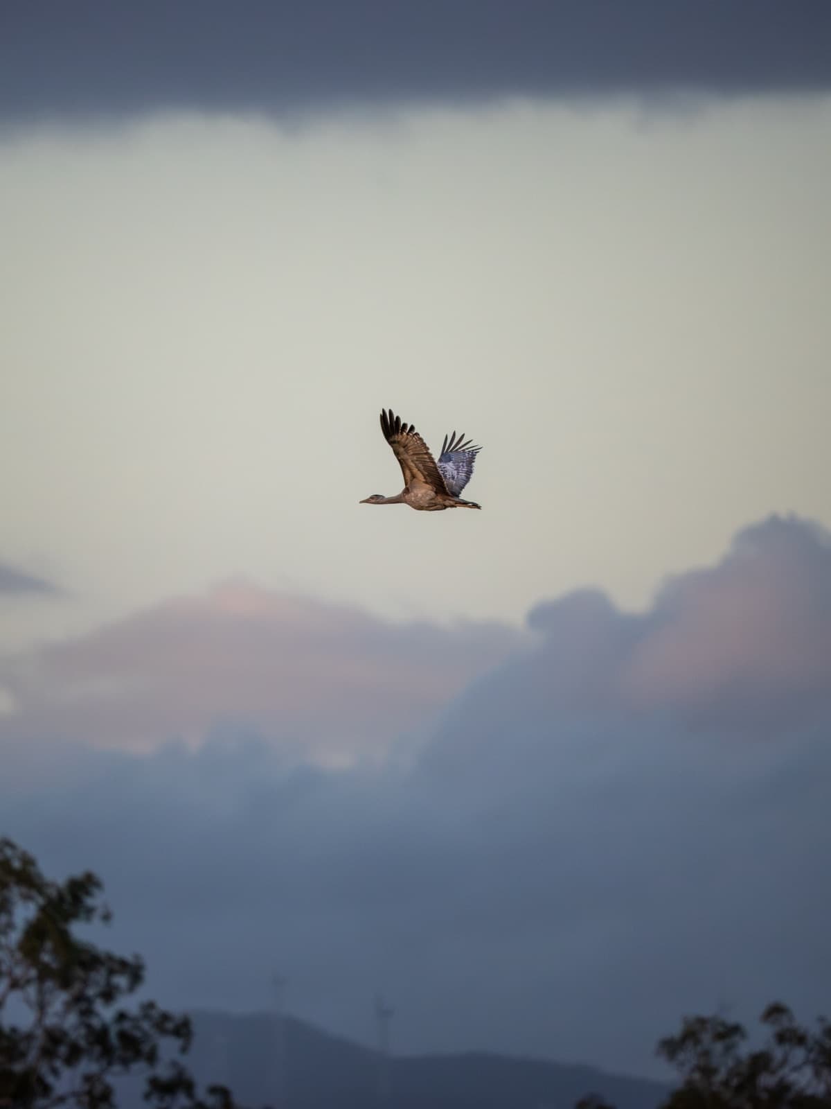 Australian Bustard in flight against storm cloud
