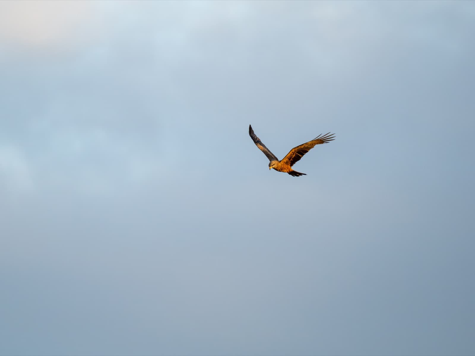 Black Kite in flight, head turned to camera