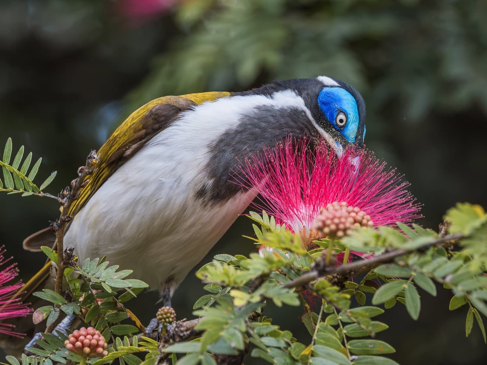 Blue-faced Honeyeater feeding in pink calliandra flowers