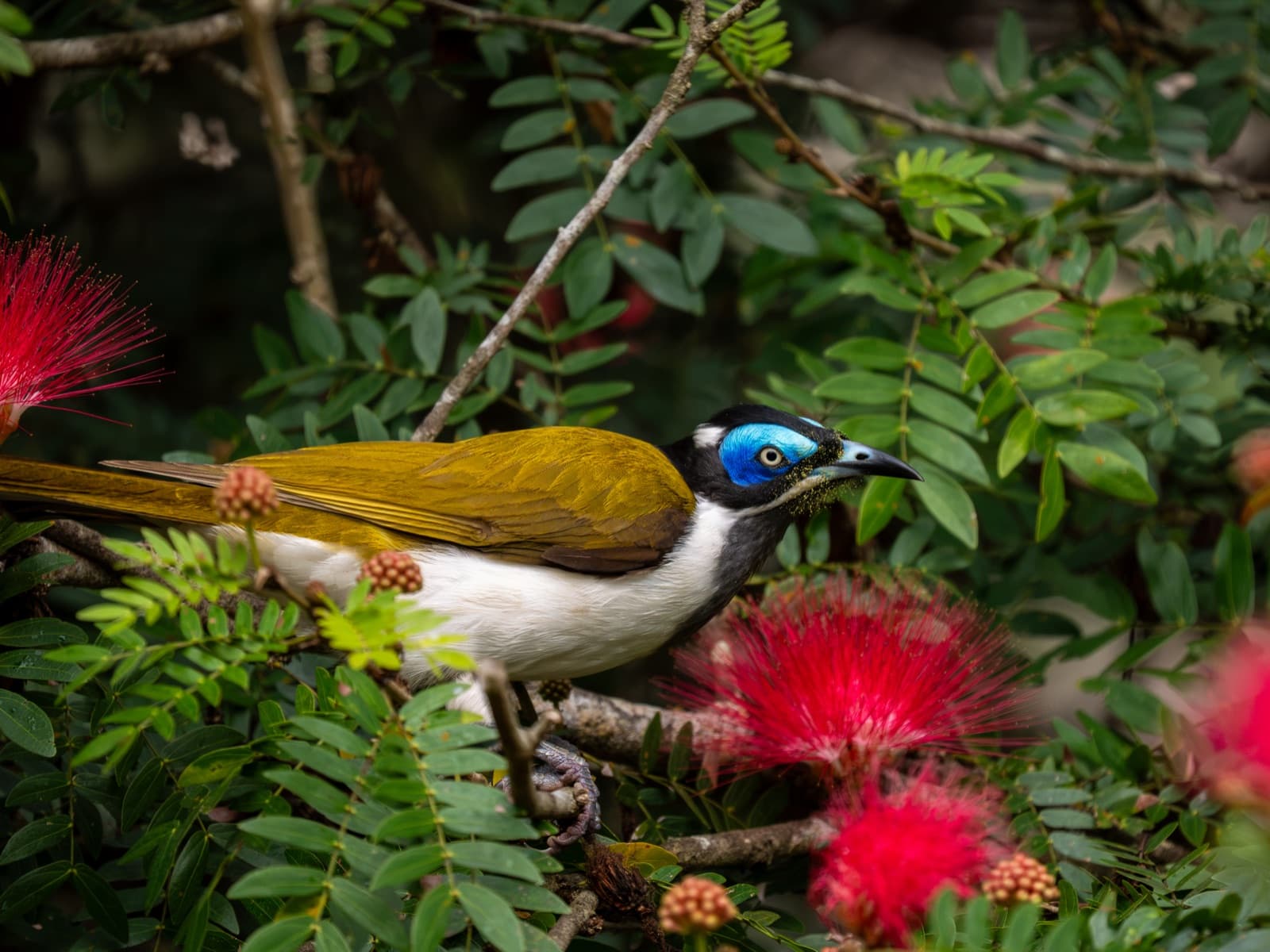 Blue-faced Honeyeater in calliandra