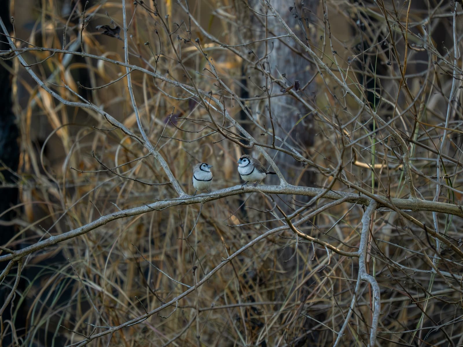 Double-barred Finches in a thicket