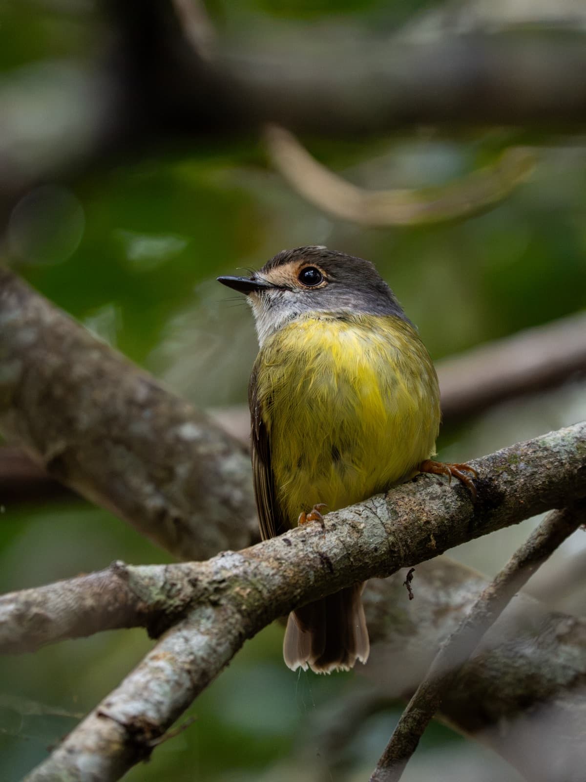 Eastern Yellow Robin perched on a branch