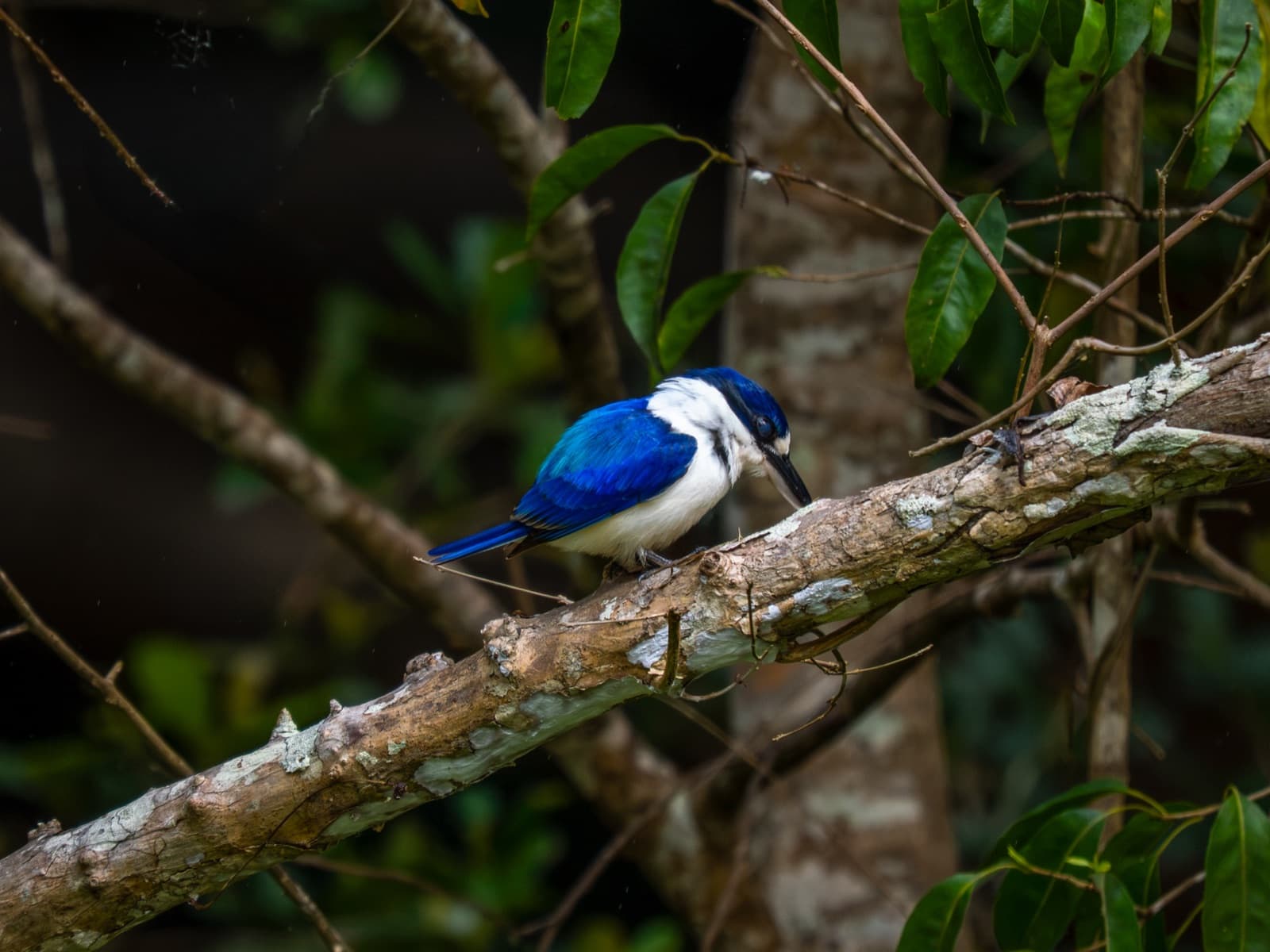 Forest Kingfisher looking down from a branch