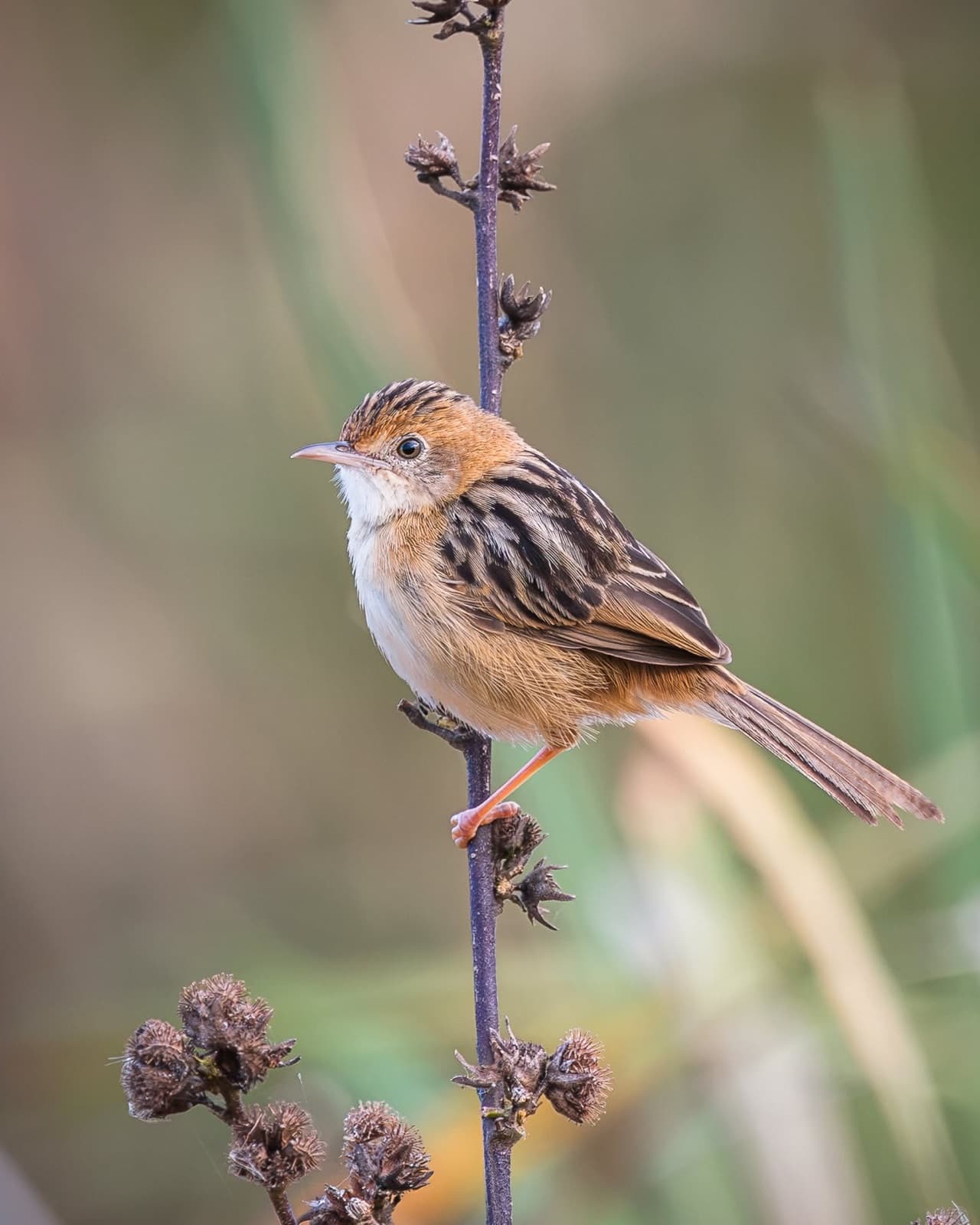 Golden-headed Cisticola on a seedhead