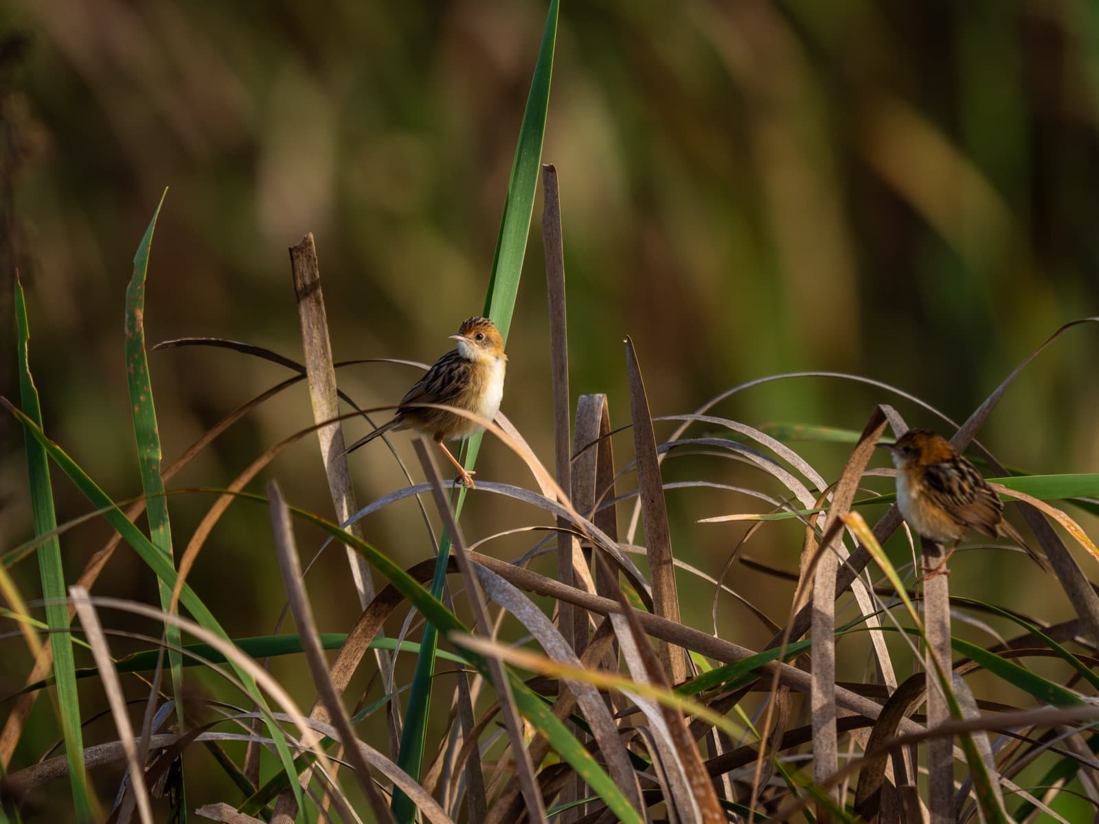 Golden-headed Cisticola in reeds