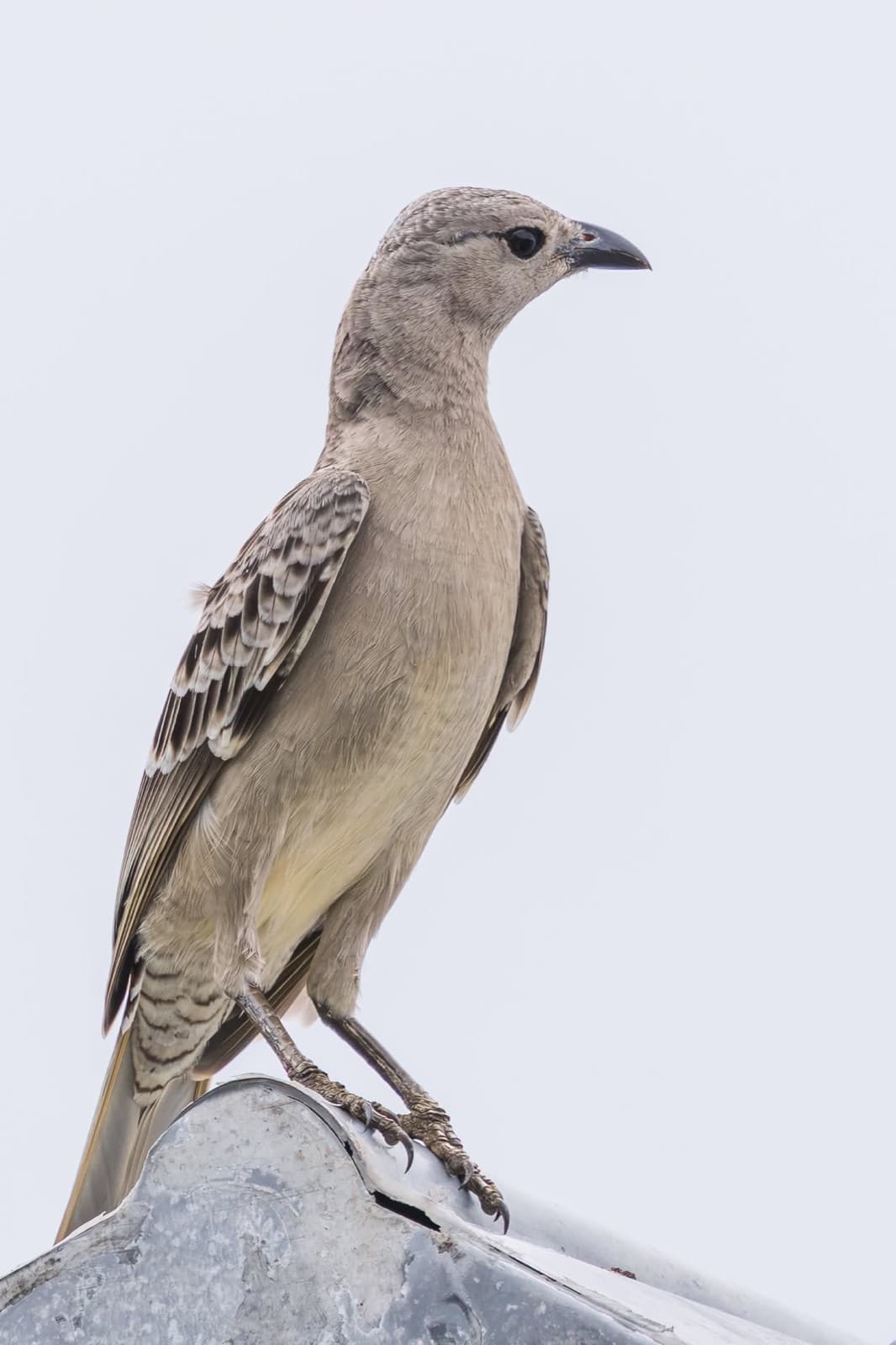 Great Bowerbird standing on a rock