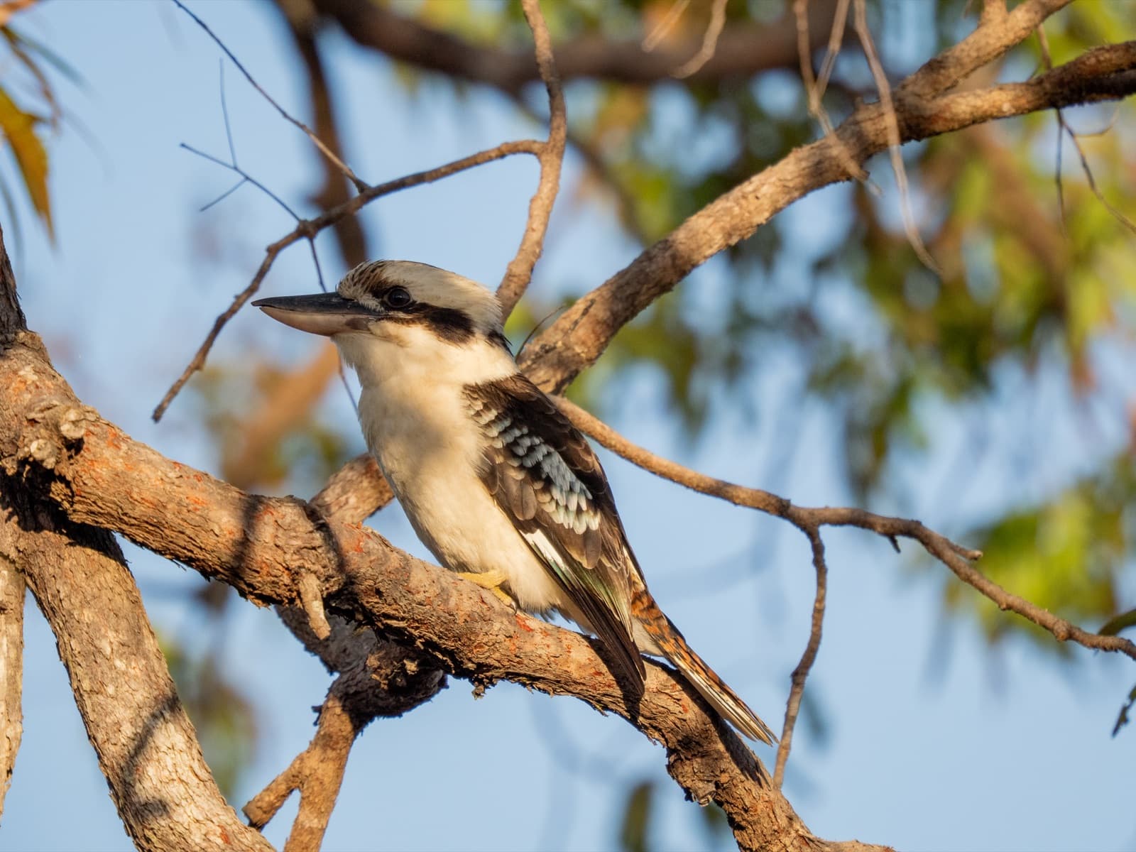 Laughing Kookaburra on a branch