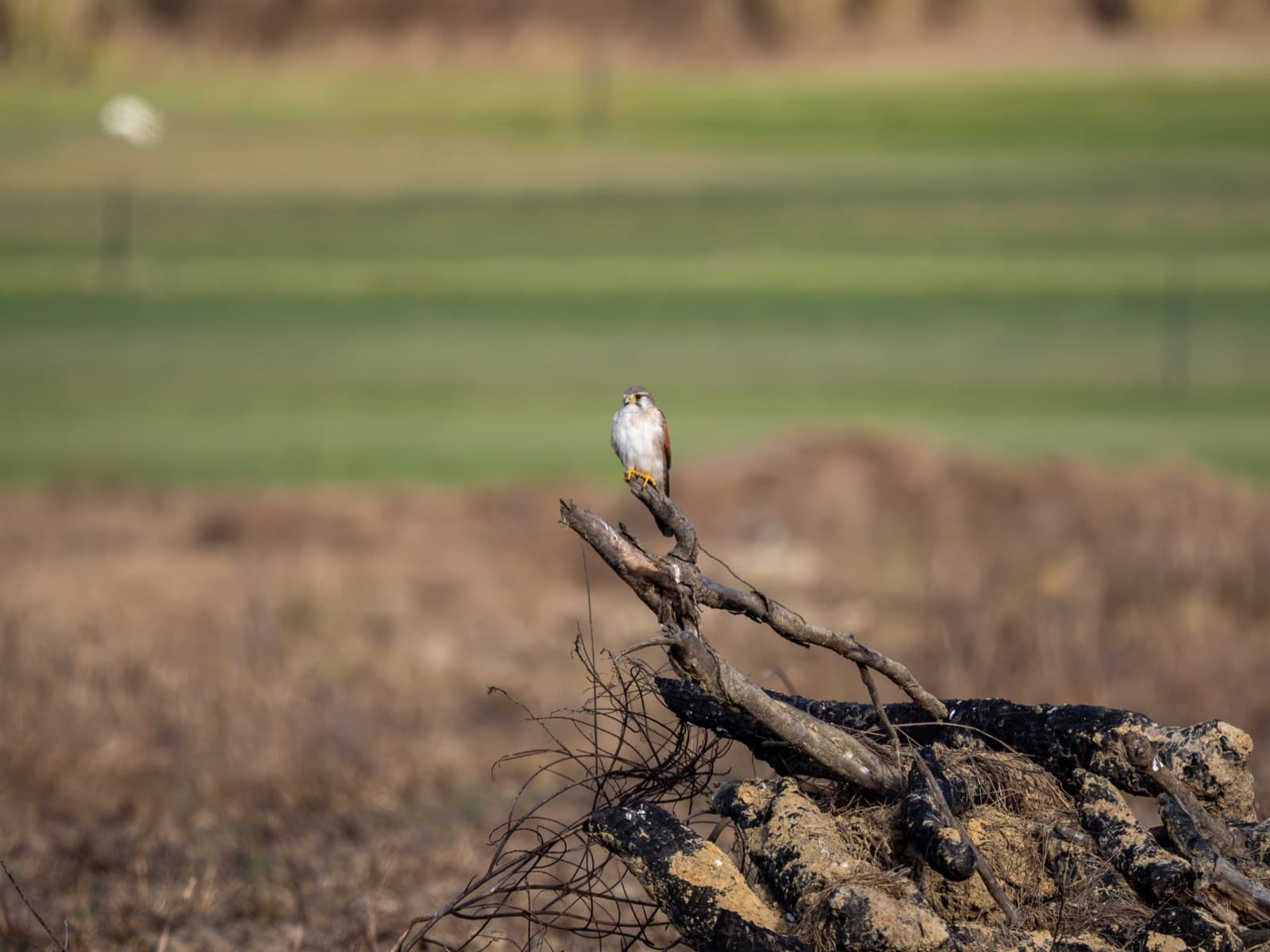 Nankeen Kestrel on a burnt log in a cane paddock