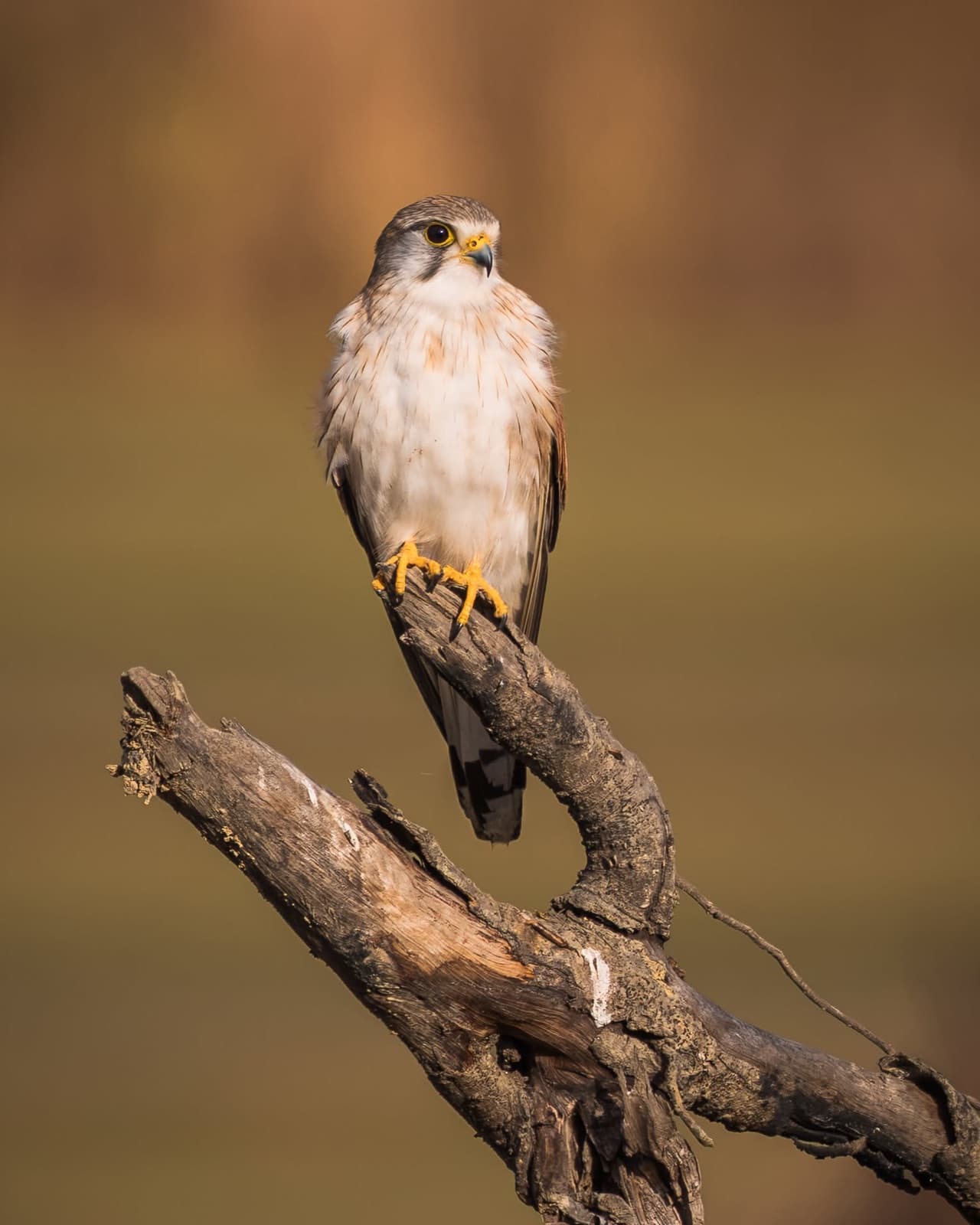 Nankeen Kestrel perched on a dead branch