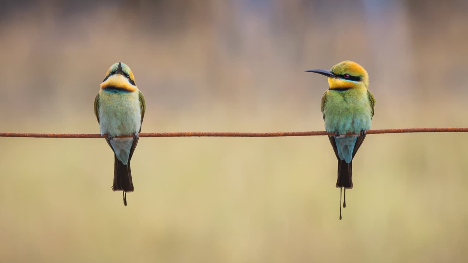 Two Rainbow Bee-eaters on a wire