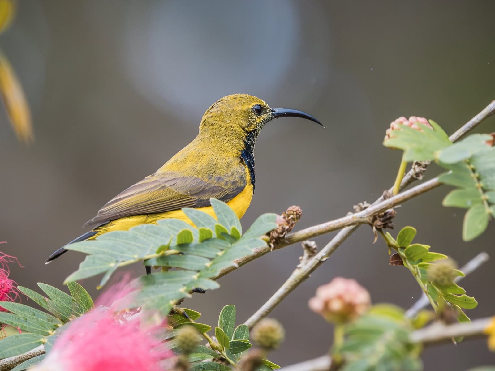 Yellow Honeyeater in calliandra