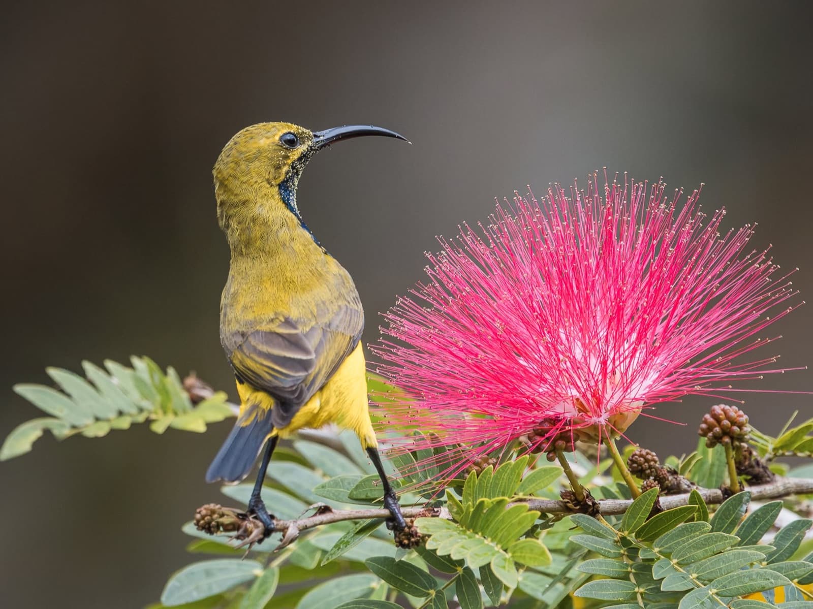 Yellow Honeyeater in calliandra