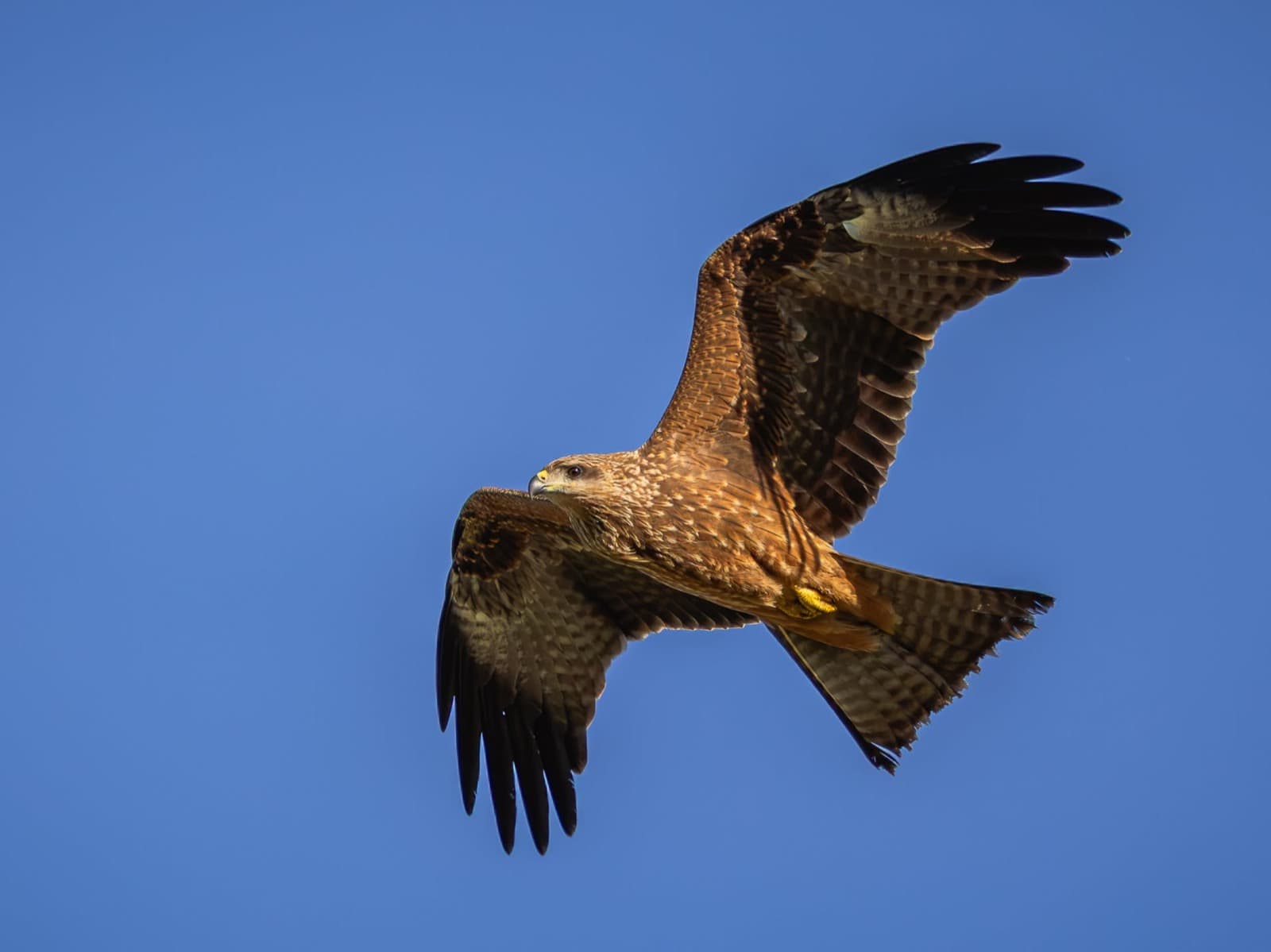 Black Kite, Biboohra, 30 Jul 2026. Photo: Kingfisher Birding.