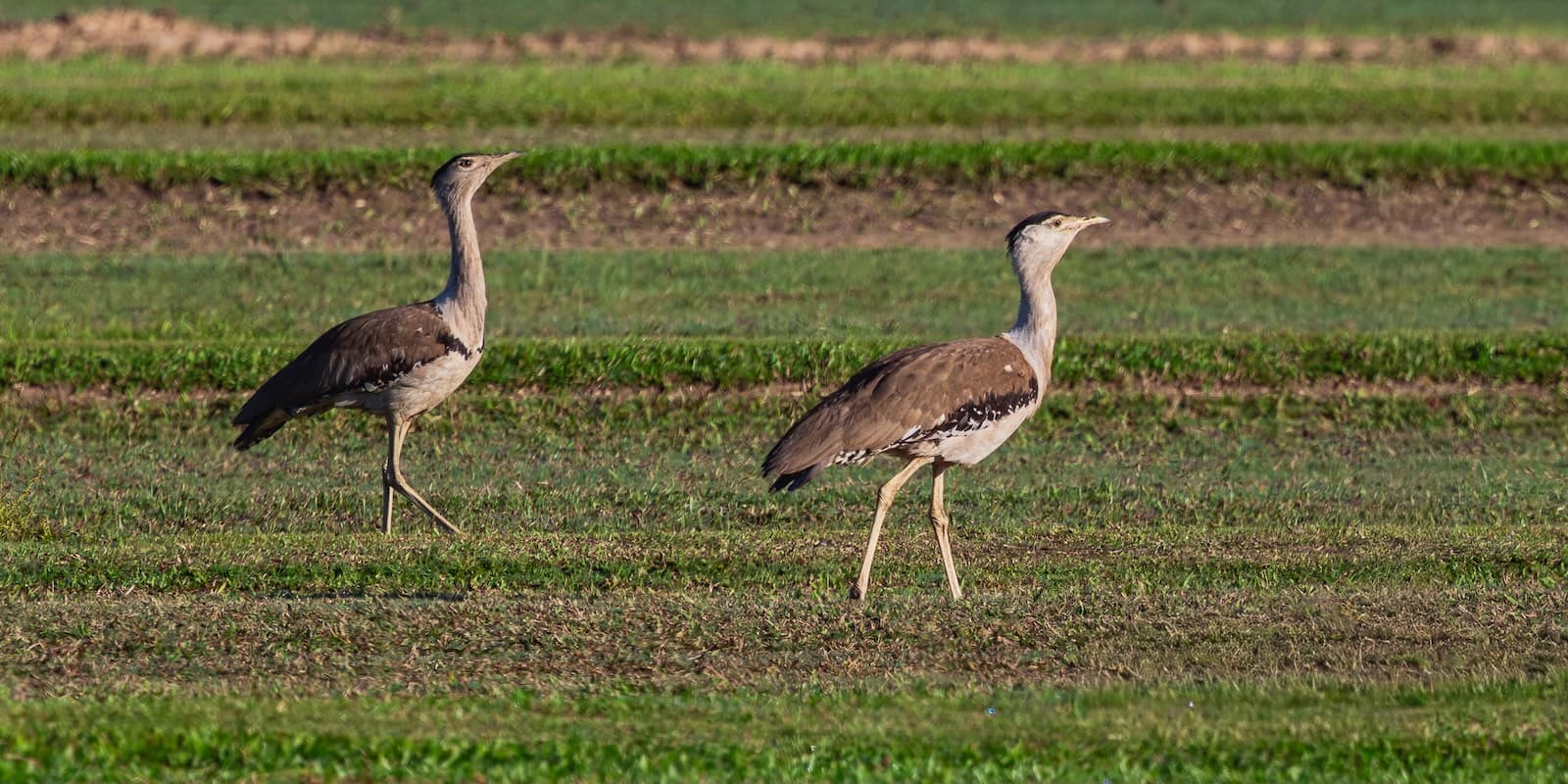 Savannah Birding Blitz