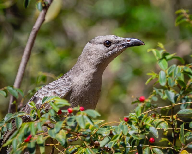 Great Bowerbird, Mt Carbine, 30 Jul 2026. Photo: Kingfisher Birding.