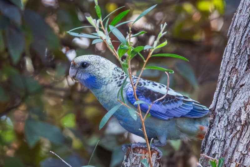Pale-headed Rosella, Biboohra, 30 Jul 2026. Photo: Kingfisher Birding.