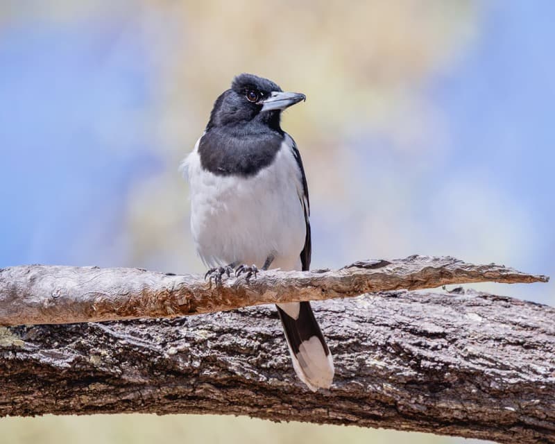 Pied Butcherbird, Mt Carbine, 30 Jul 2026. Photo: Kingfisher Birding.