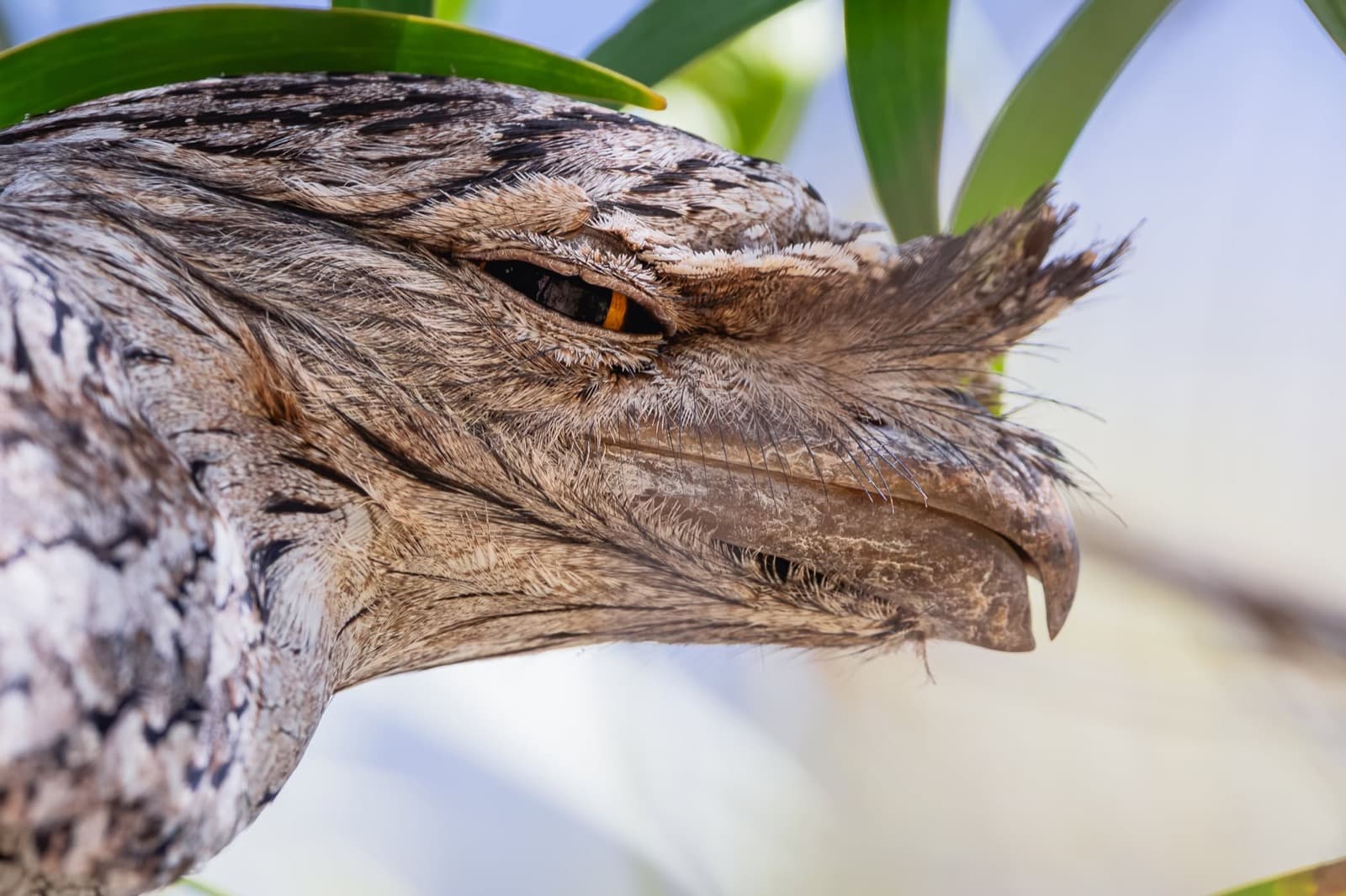 Tawny Frogmouth, Mt Carbine, 30 Jul 2026. Photo: Kingfisher Birding.
