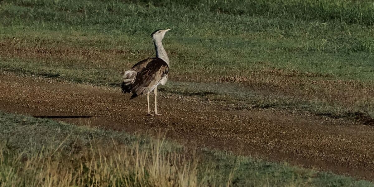 Australian Bustard, Biboohra, 6 July 2026. Photo: Kingfisher Birding.
