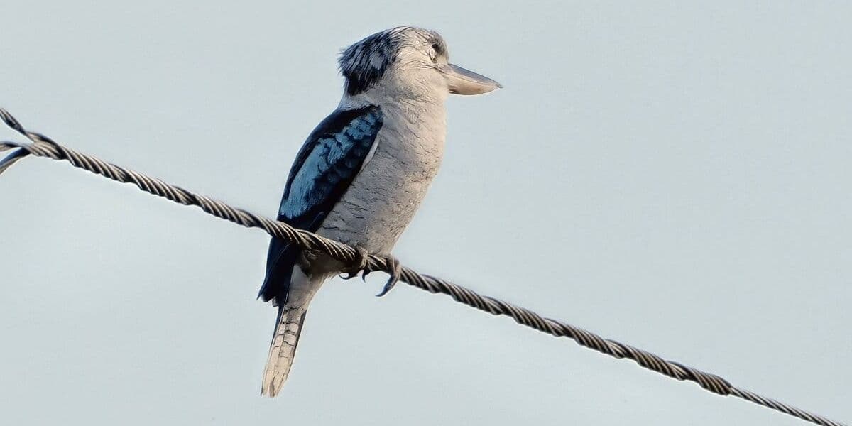 Blue-winged Kookaburra, Pickford Road, 6 July 2026. Photo: Kingfisher Birding.