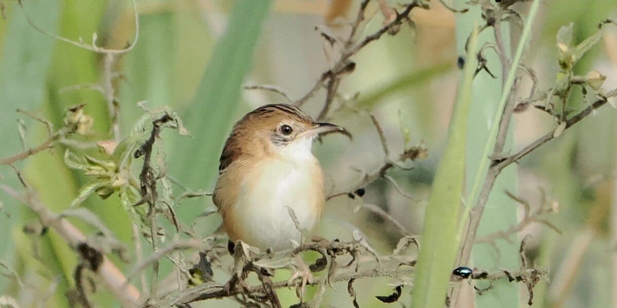 Golden-headed Cisticola, Pickford Road, 6 July 2026. Photo: Kingfisher Birding.