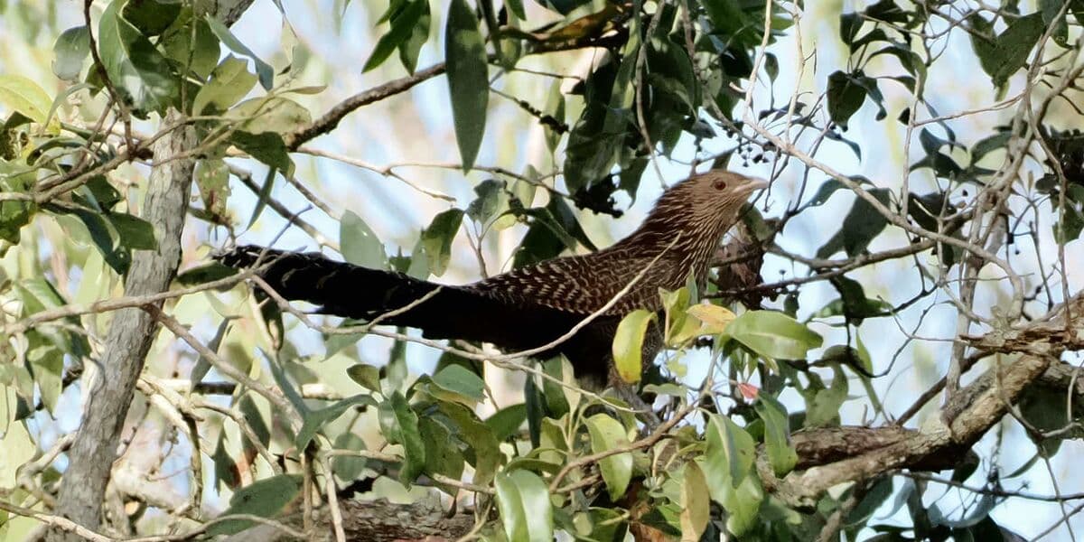 Pheasant Coucal, Pickford Road, 6 July 2026. Photo: Kingfisher Birding.