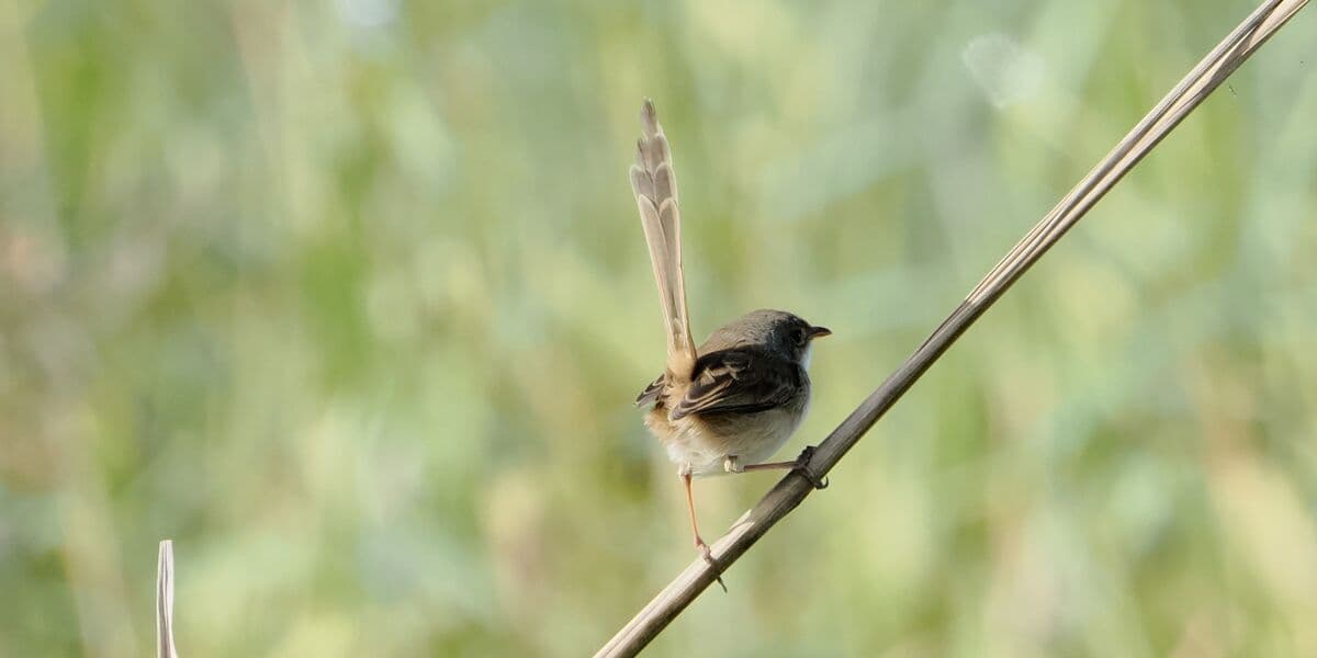 Red-backed Fairywren, Pickford Road, 6 July 2026. Photo: Kingfisher Birding.