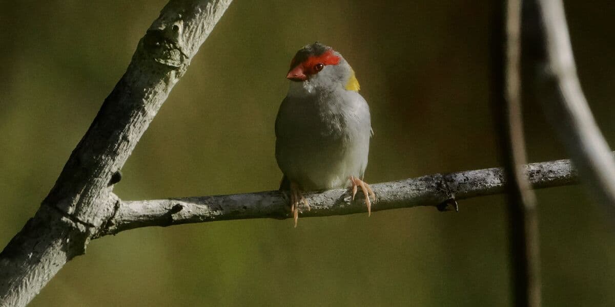Red-browed Firetail, Barron River, 6 July 2026. Photo: Kingfisher Birding.