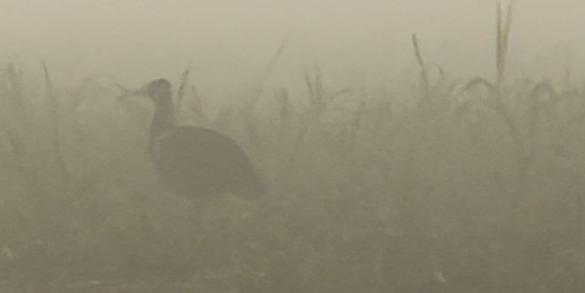 Australian Bustard, near Mareeba, 6 July 2026. Photo: Kingfisher Birding.