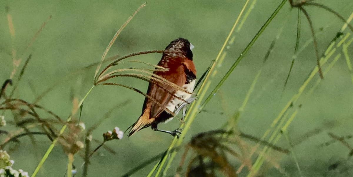 Chestnut-breasted Mannikin, Biboohra, 6 July 2026. Photo: Kingfisher Birding.