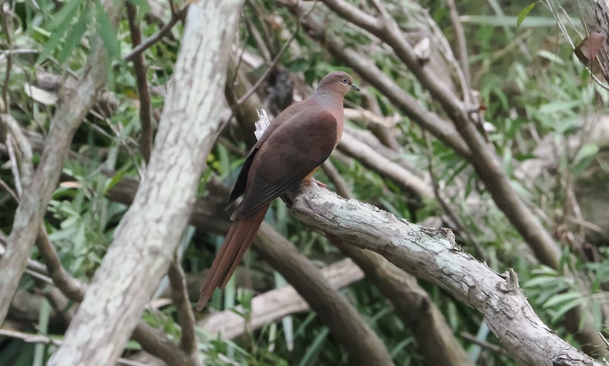 Brown Cuckoo-Dove, Wondecla, 25 May 2026. Photo: Kingfisher Birding.
