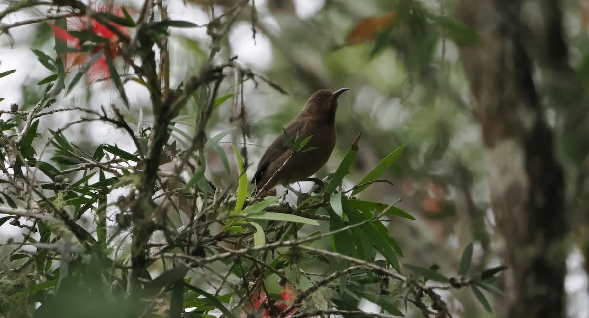 Dusky Myzomela, Spring Creek Road, 25 May 2026. Photo: Kingfisher Birding.